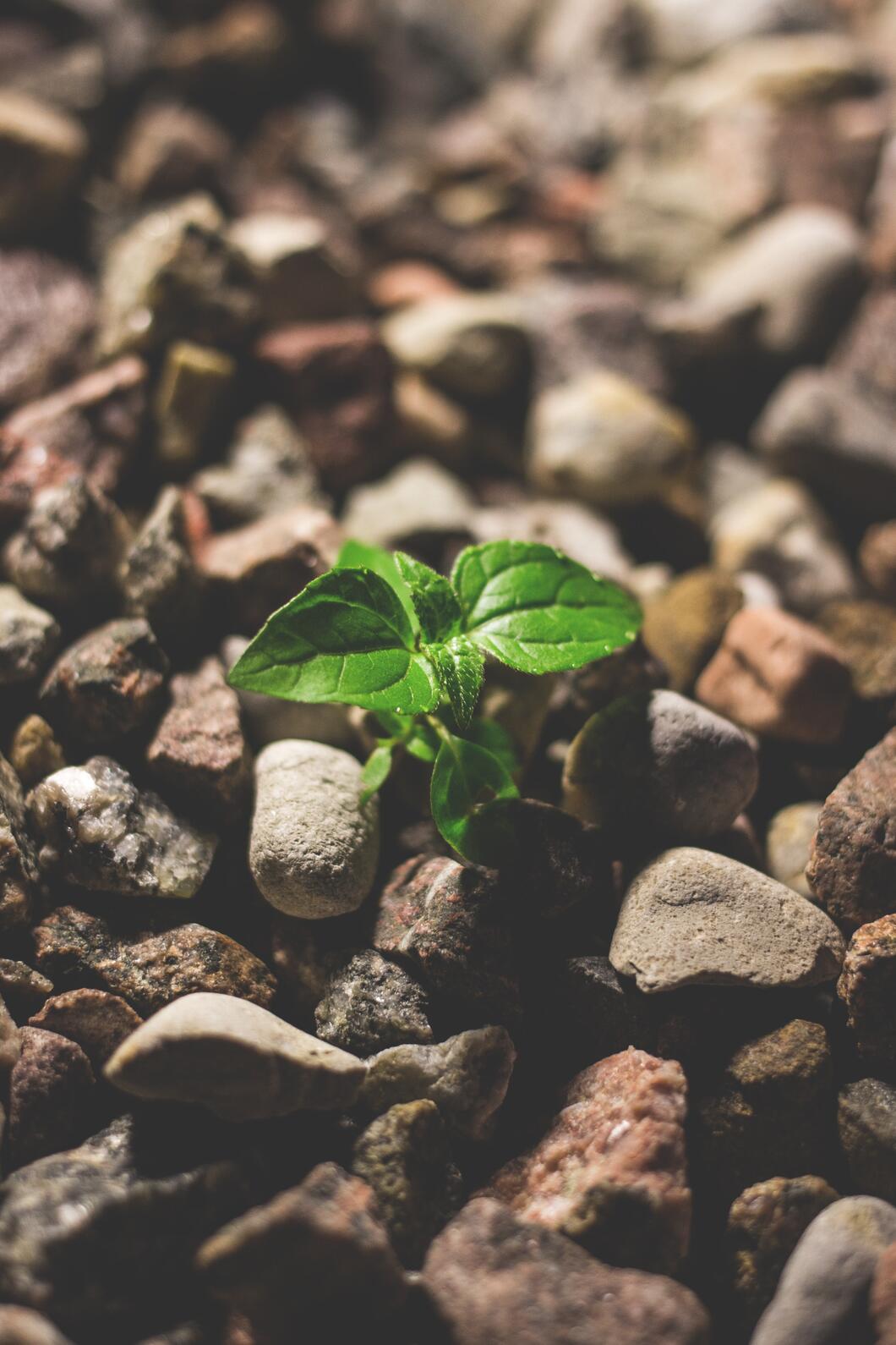 Groeiend plantje