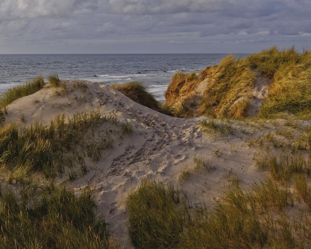 Duin_natuur_stikstof.jpg