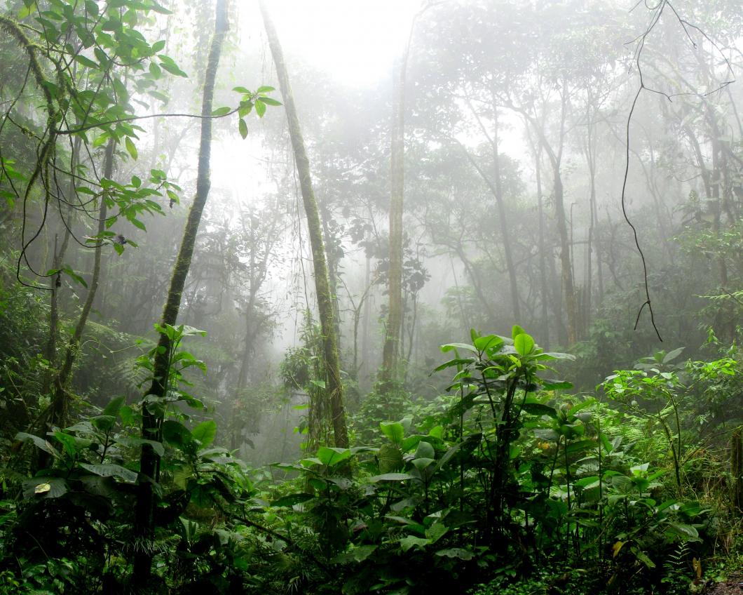 amazon-branches-dawn-environment-fern-flora-1556935-pxhere.com_.jpg