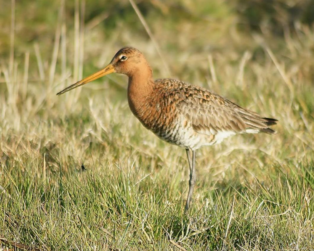 Grutto