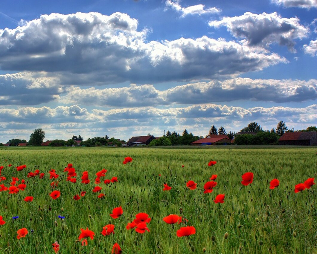 natuur.jpg