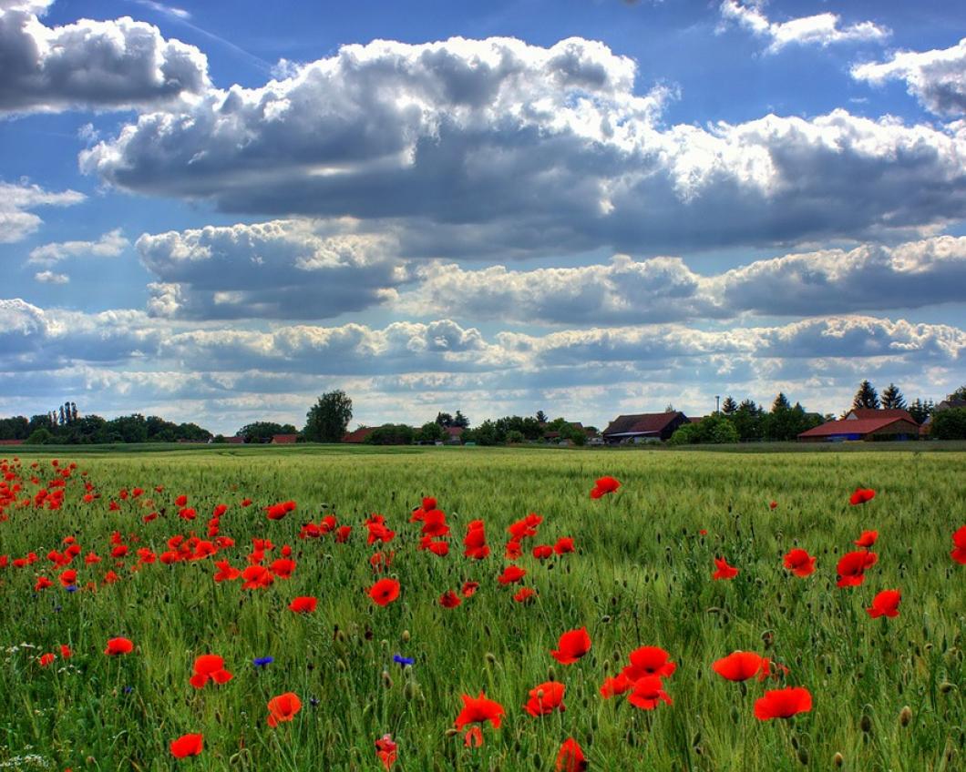 natuur.jpg