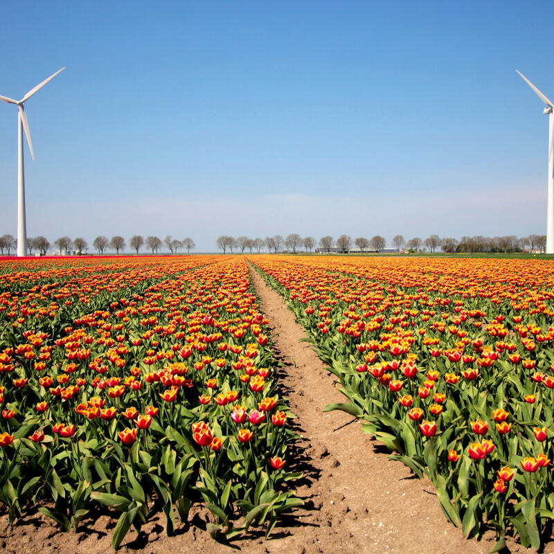 Oranje tulpenvelden met windmolens op de achtergrond.