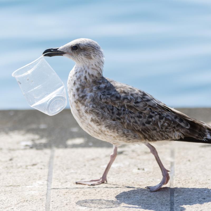 Meeuw met plastic beker
